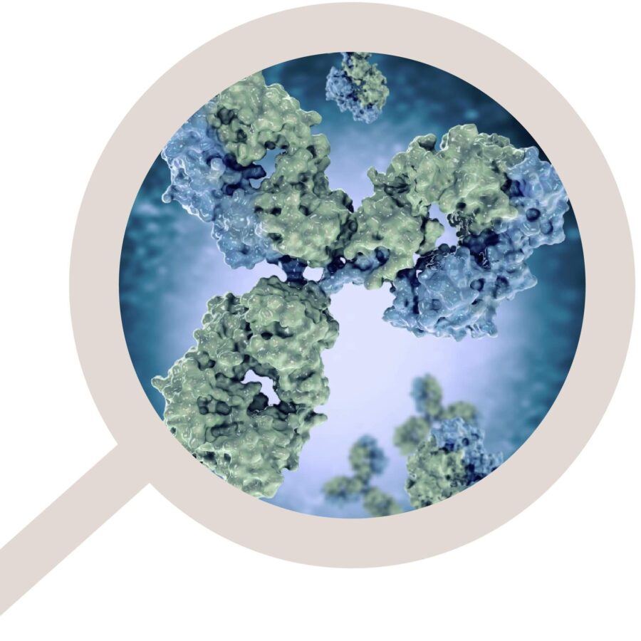 Rapid-production-of-a-bi-specific-antibody-3-aspect-ratio-900-900